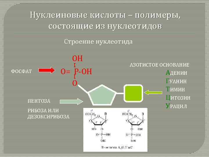 Нуклеиновые кислоты – полимеры, состоящие из нуклеотидов Строение нуклеотида ОН ФОСФАТ I О= Р-ОН