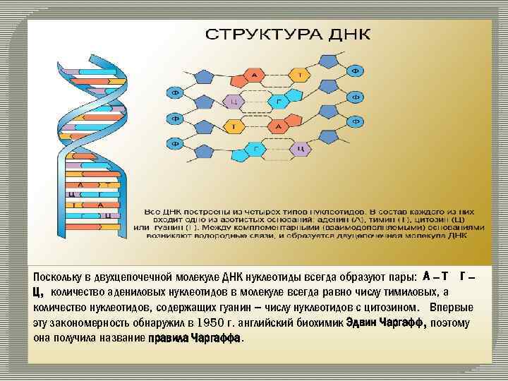 Поскольку в двухцепочечной молекуле ДНК нуклеотиды всегда образуют пары: А – Т Г –