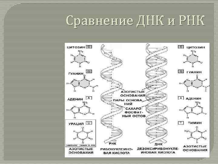 Сравнение ДНК и РНК 