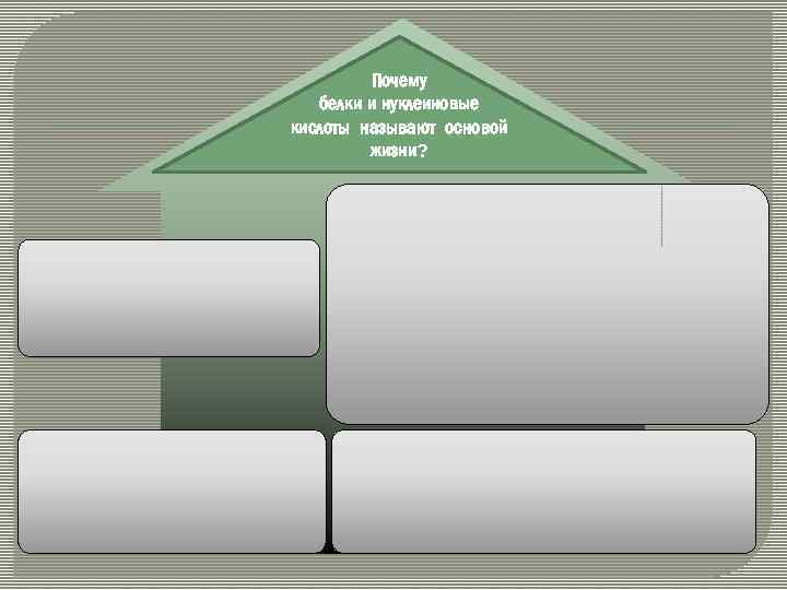 Почему белки и нуклеиновые кислоты называют основой жизни? 