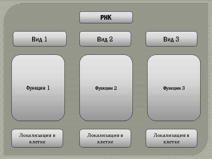 РНК Вид 1 Вид 2 Функции 1 Функции 2 Локализация в клетке Вид 3