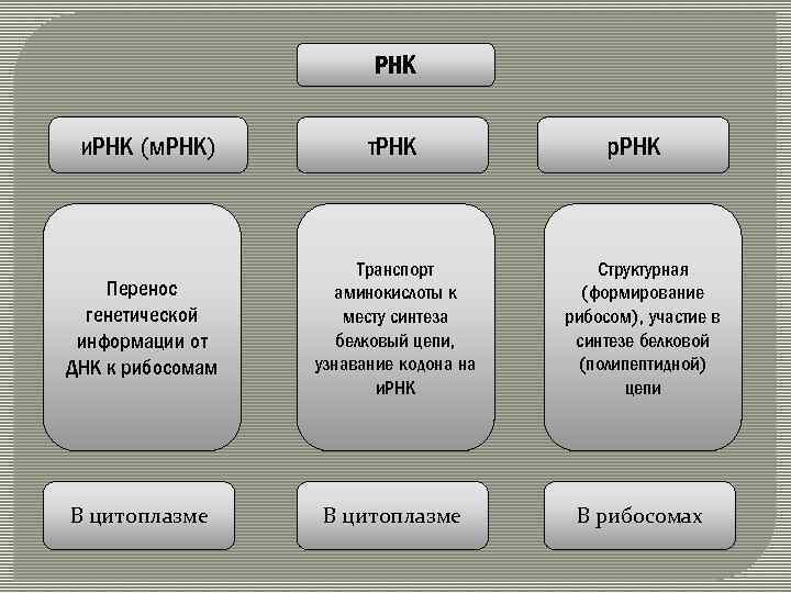 РНК и. РНК (м. РНК) т. РНК р. РНК Перенос генетической информации от ДНК