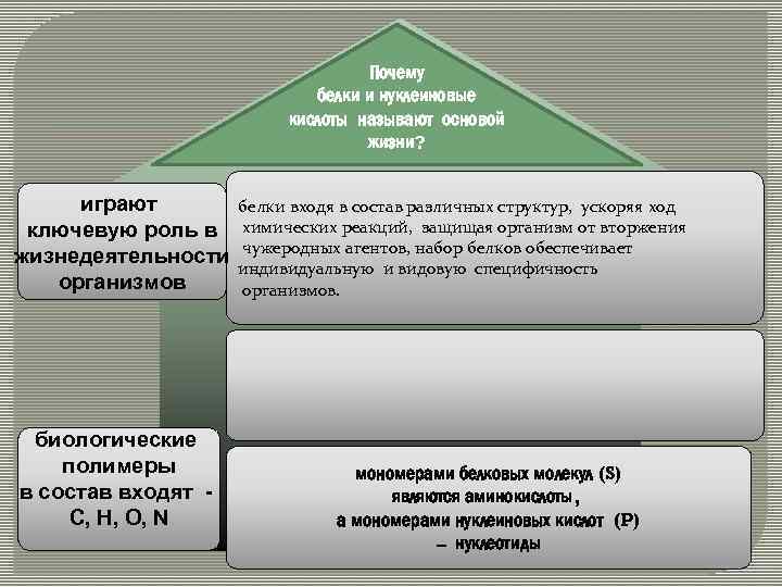 Почему белки и нуклеиновые кислоты называют основой жизни? играют ключевую роль в жизнедеятельности организмов