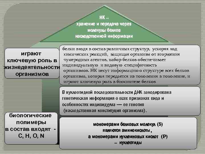 НК – хранение и передача через молекулы белков наследственной информации играют ключевую роль в