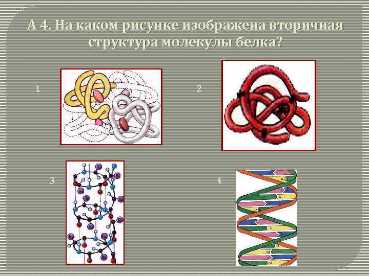 А 4. На каком рисунке изображена вторичная структура молекулы белка? 1 2 3 4