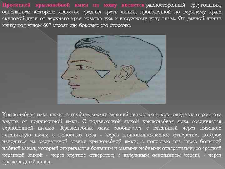 Проекцией крылонебной ямки на кожу является равносторонний треугольник, основанием которого является средняя треть линии,
