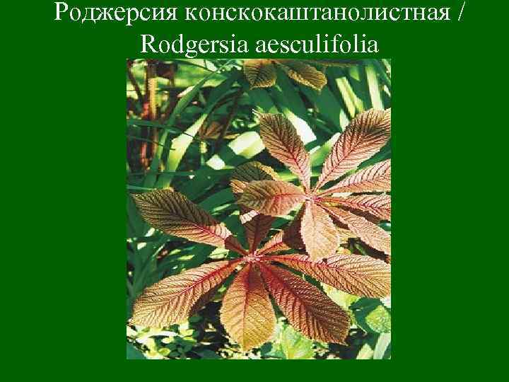 Роджерсия конскокаштанолистная / Rodgersia aesculifolia 