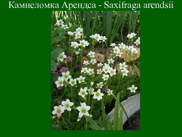 Камнеломка Арендса - Saxifraga arendsii 