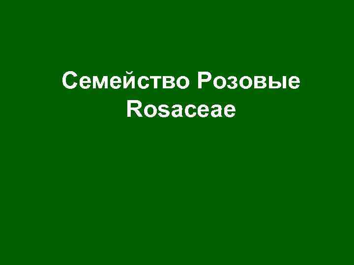 Семейство Розовые Rosaceae 