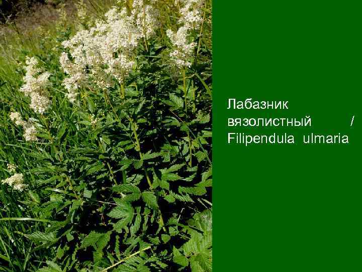 Лабазник вязолистный / Filipendula ulmaria 