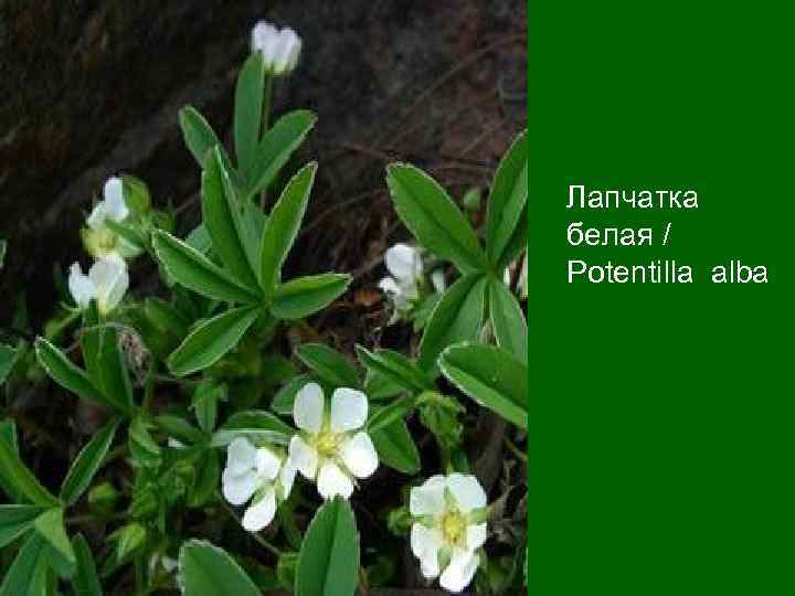 Лапчатка белая / Potentilla alba 