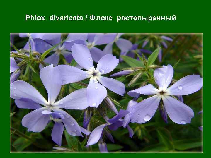 Phlox divaricata / Флокс растопыренный 