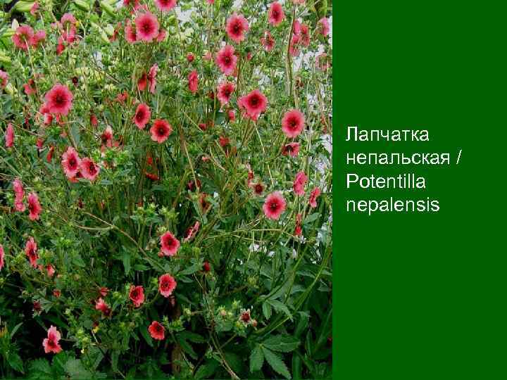 Лапчатка непальская / Potentilla nepalensis 