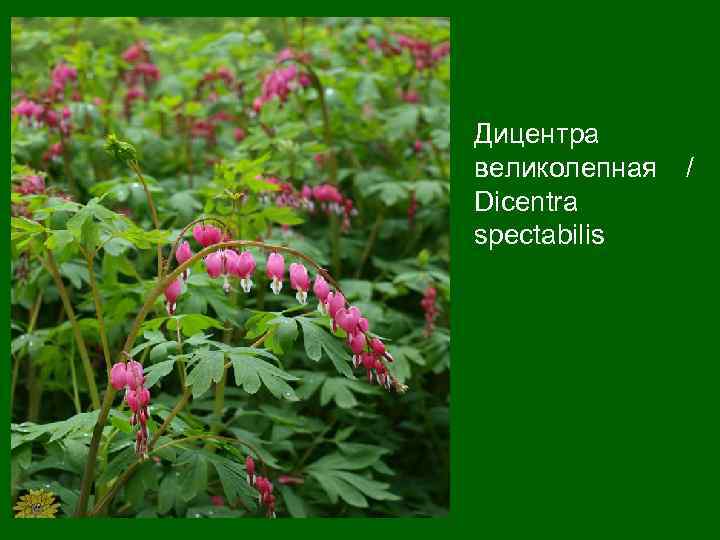 Дицентра великолепная Dicentra spectabilis / 