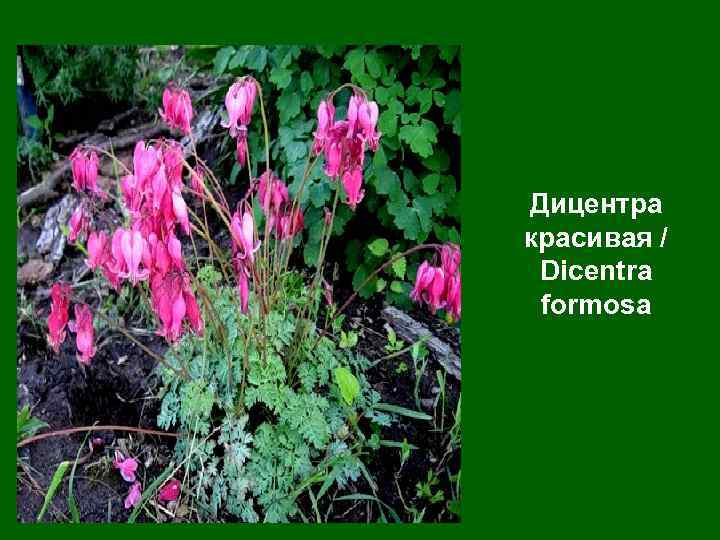 Дицентра красивая / Dicentra formosa 