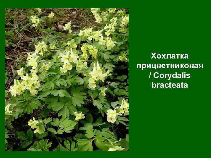 Хохлатка прицветниковая / Corydalis bracteata 