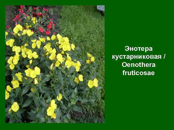 Энотера кустарниковая / Oenothera fruticosae 