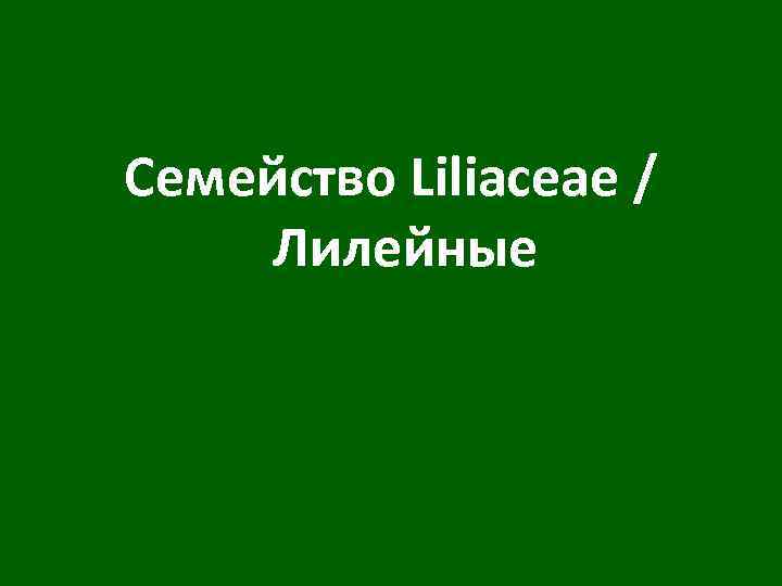 Семейство Liliaceae / Лилейные 