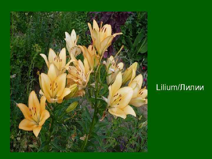 Lilium/Лилии 