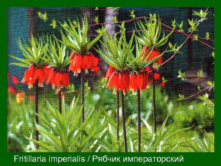  Fritillaria imperialis / Рябчик императорский 