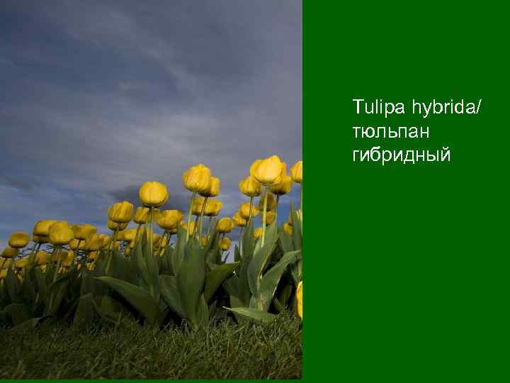 Tulipa hybrida/ тюльпан гибридный 