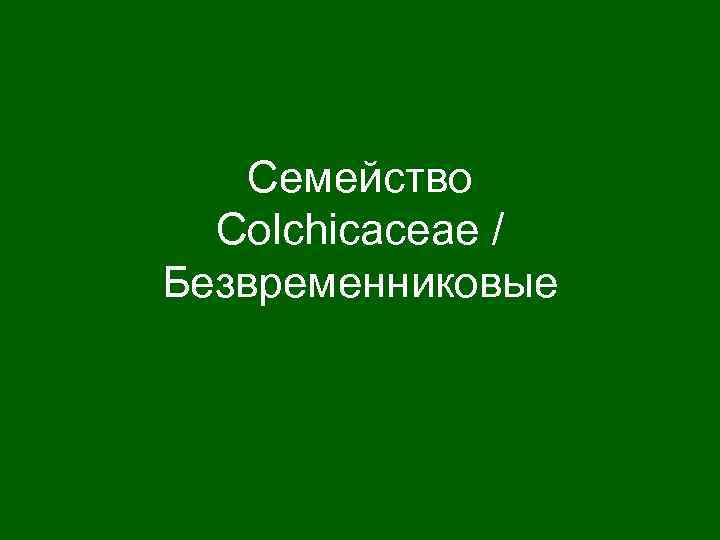 Семейство Сolchicaceae / Безвременниковые 