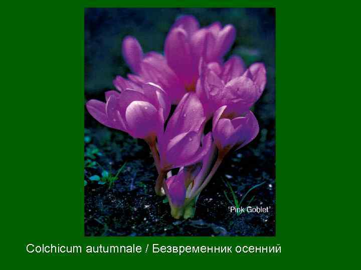 Colchicum autumnale / Безвременник осенний 