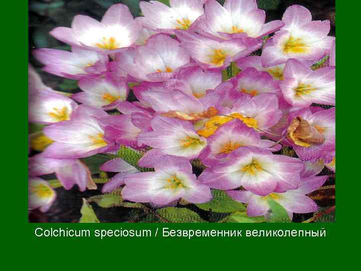 Colchicum speciosum / Безвременник великолепный 