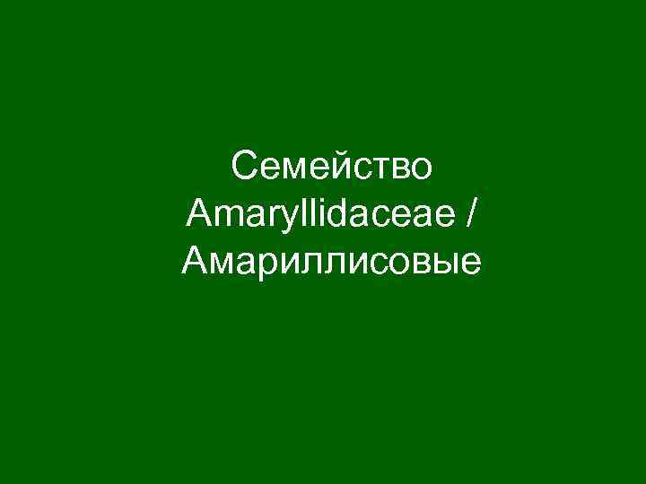 Семейство Amaryllidaceae / Амариллисовые 