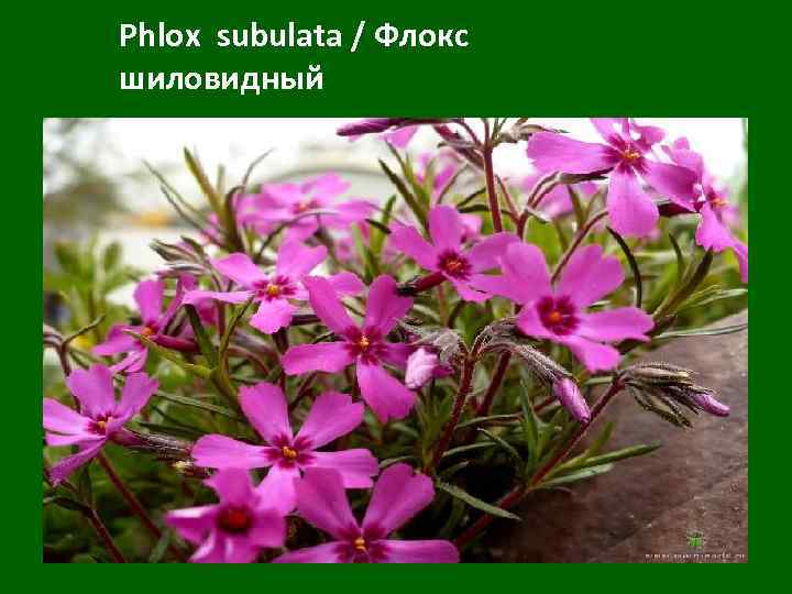 Phlox subulata / Флокс шиловидный 