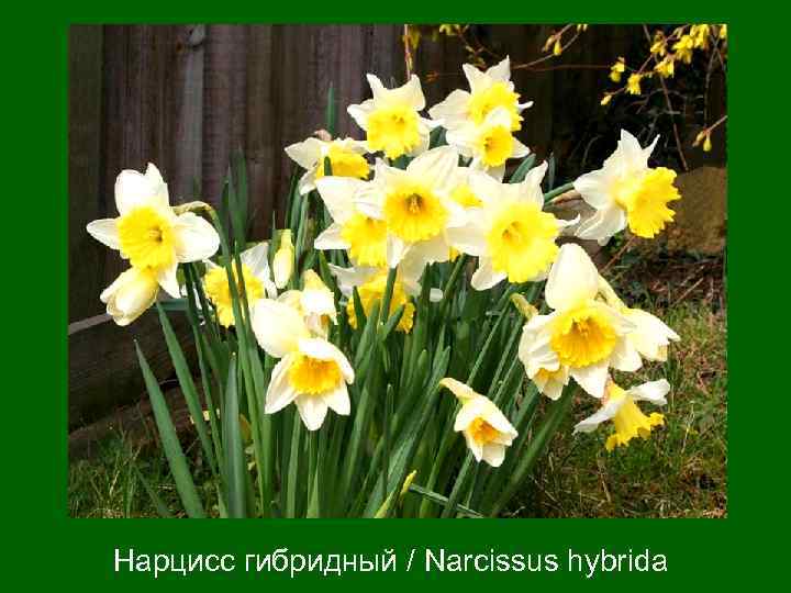 Нaрцисс гибридный / Narcissus hybrida 