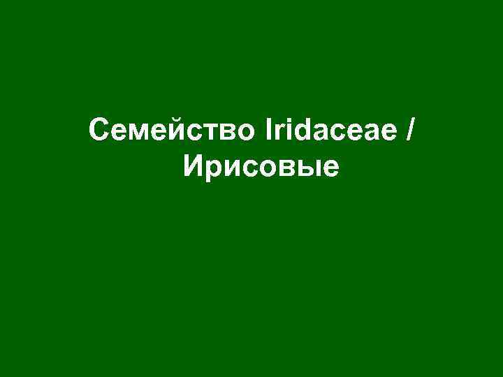 Семейство Iridaceae / Ирисовые 