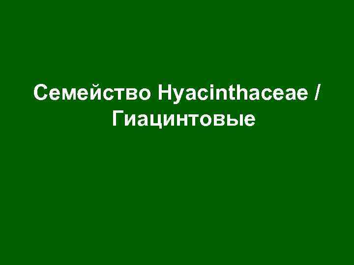 Семейство Нyacinthaceae / Гиацинтовые 