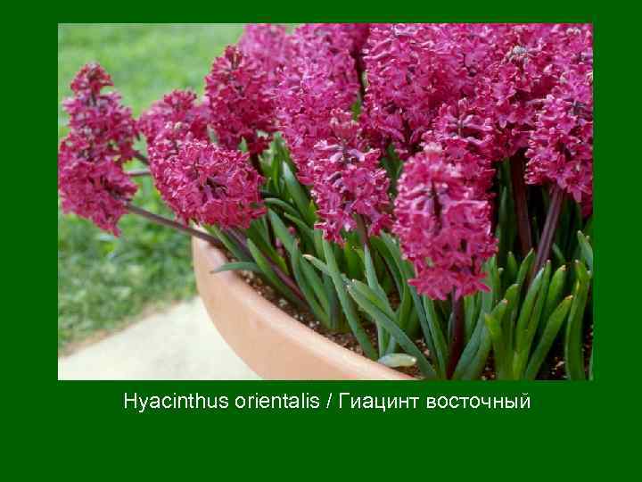 Hyacinthus orientalis / Гиацинт восточный 