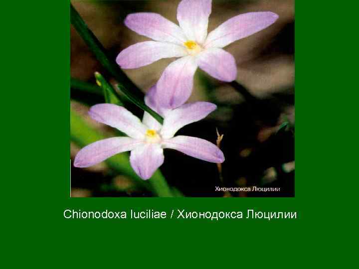 Chionodoxa luciliae / Хионодокса Люцилии 