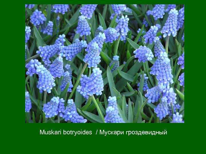 Muskari botryoides / Мускари гроздевидный 