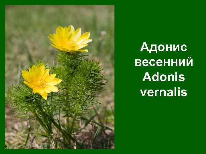 Адонис весенний Adonis vernalis 