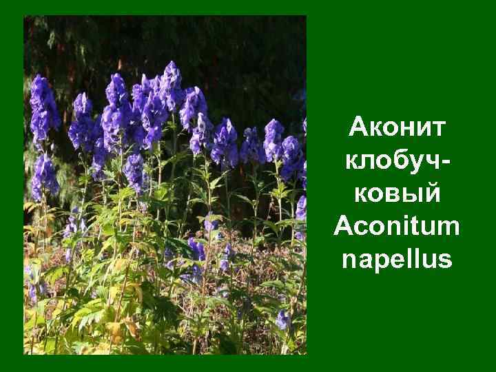 Аконит клобучковый Aconitum napellus 