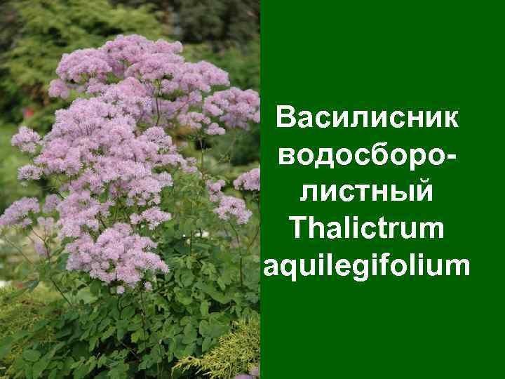 Василисник водосборолистный Thalictrum aquilegifolium 