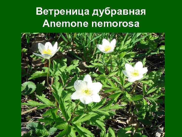 Ветреница дубравная Anemone nemorosa 