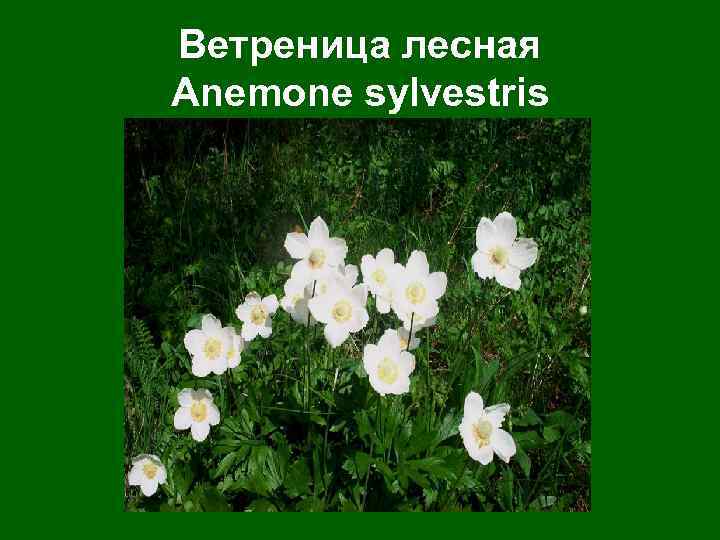 Ветреница лесная Anemone sylvestris 