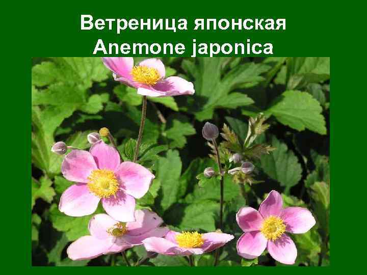 Ветреница японская Anemone japonica 