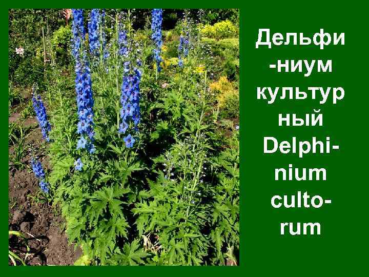 Дельфи -ниум культур ный Delphinium cultorum 