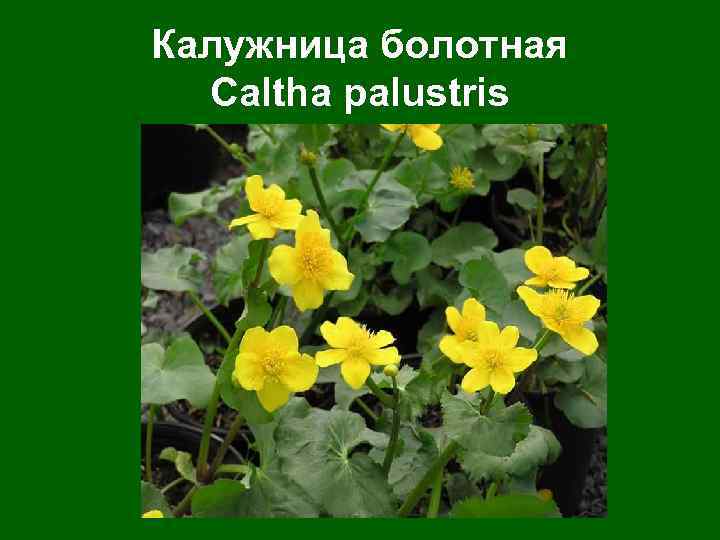 Калужница болотная Caltha palustris 