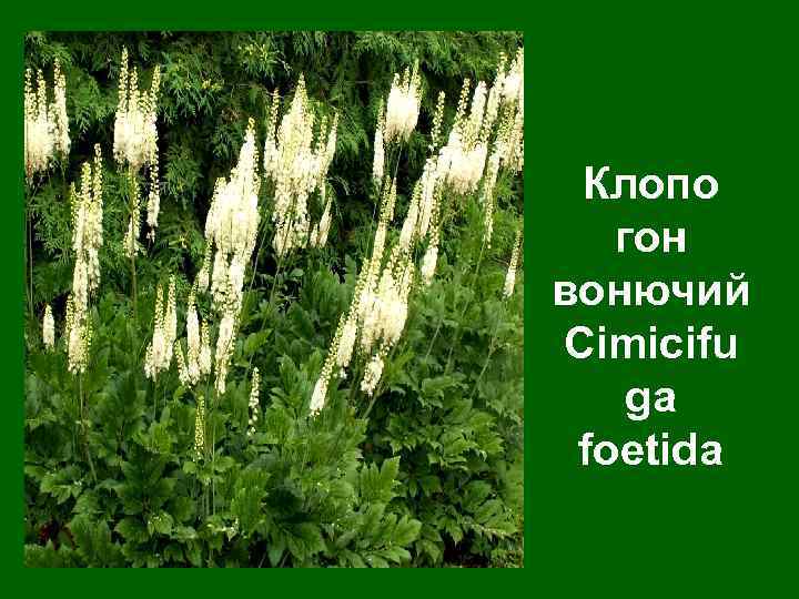 Клопо гон вонючий Cimicifu ga foetida 