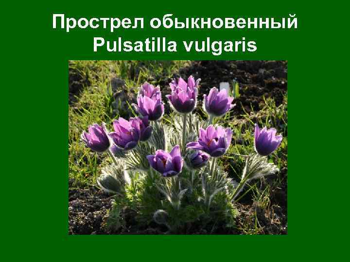 Прострел обыкновенный Pulsatilla vulgaris 