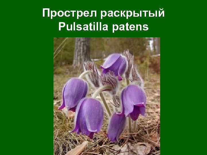 Прострел раскрытый Pulsatilla patens 