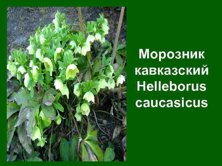 Морозник кавказский Helleborus caucasicus 