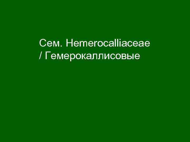 Сем. Hemerocalliaceae / Гемерокаллисовые 