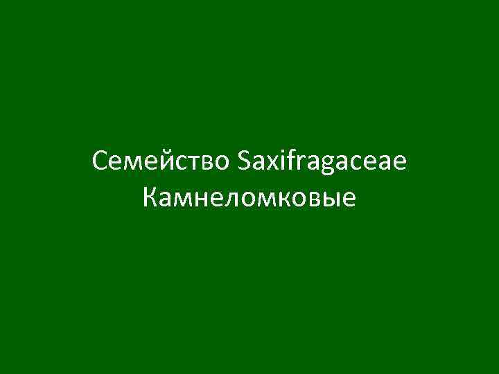 Семейство Saxifragaceae Камнеломковые 